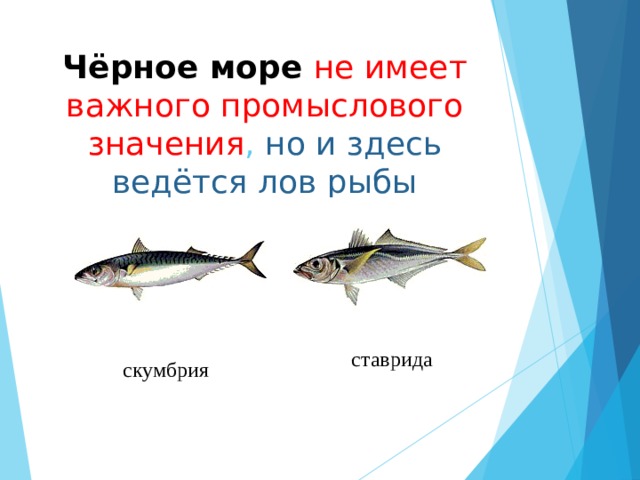 Чёрное море не имеет важного промыслового значения , но и здесь ведётся лов рыбы ставрида скумбрия 