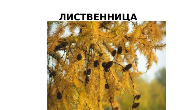 ЛИСТВЕННИЦА