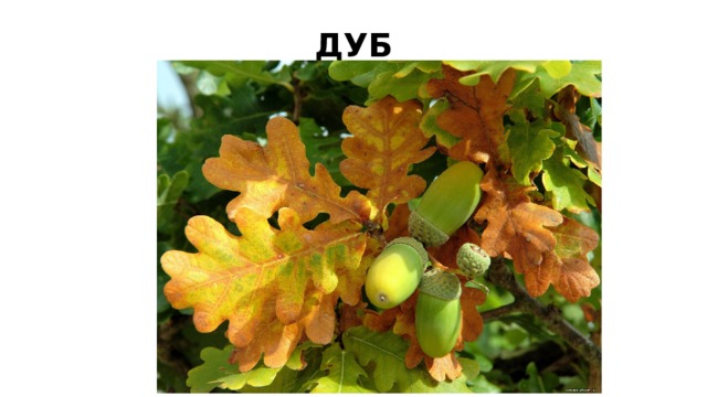 ДУБ