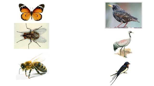 Шевелились у цветка все четыре лепестка,  Я сорвать его хотел – он вспорхнул и улетел.  (Бабочка)