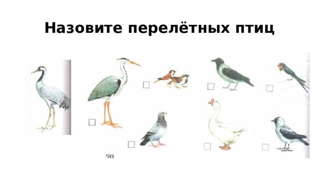 Назовите перелётных птиц