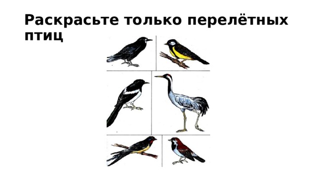 Раскрасьте только перелётных птиц