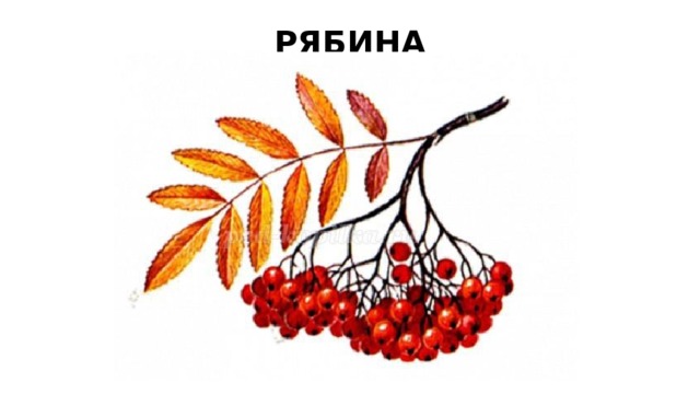 РЯБИНА