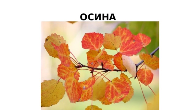 ОСИНА
