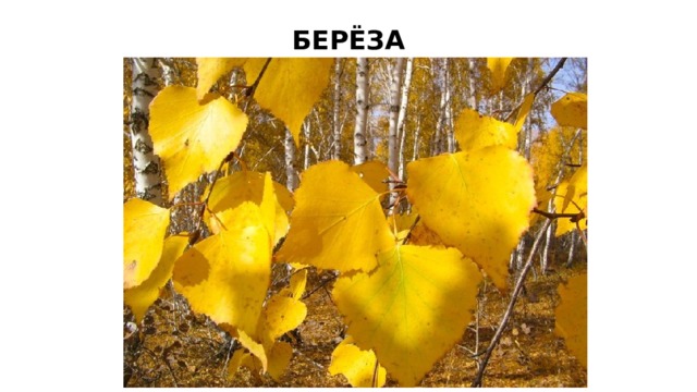 БЕРЁЗА