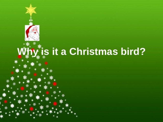 Why is it a Christmas bird? 