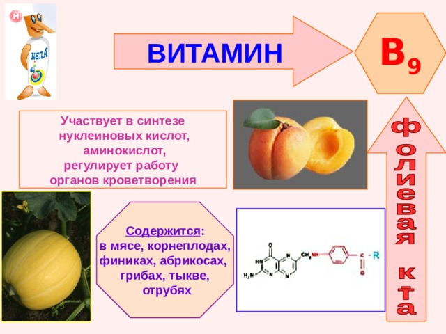 B 9 ВИТАМИН    Участвует в синтезе  нуклеиновых кислот,  аминокислот, регулирует работу органов кроветворения   Содержится : в мясе, корнеплодах, финиках, абрикосах, грибах, тыкве,  отрубях 