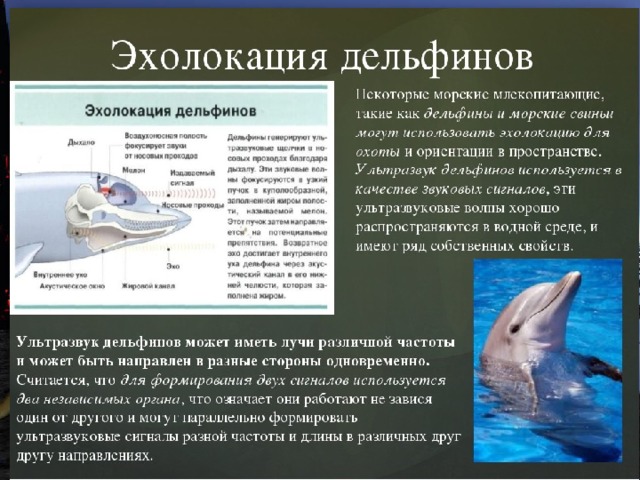 Дельфин издает звуки. Эхолокация. Дельфины ультразвук. Дельфины эхолокация. Ультразвук в эхолокации.
