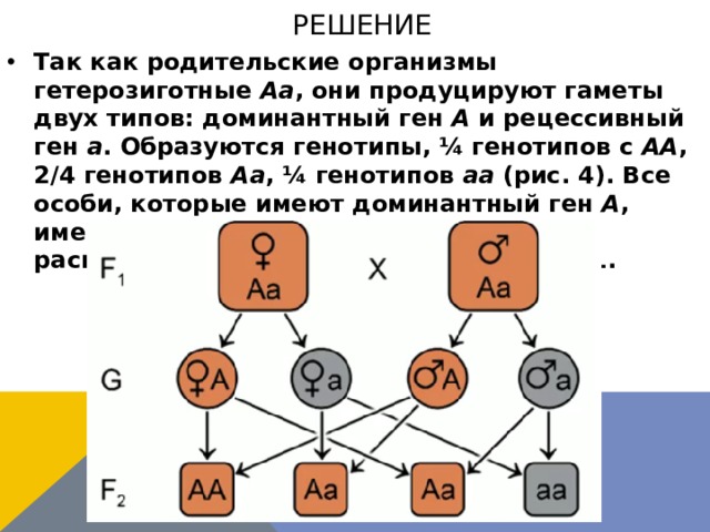 решение Так как родительские организмы гетерозиготные  Аа , они продуцируют гаметы двух типов: доминантный ген  А  и рецессивный ген  а . Образуются генотипы, ¼ генотипов с  АА , 2/4 генотипов  Аа , ¼ генотипов  аа  (рис. 4). Все особи, которые имеют доминантный ген  А , имеют коричневую шерсть, получаем расщепление в F2 по окраске шерсти 3:1.  