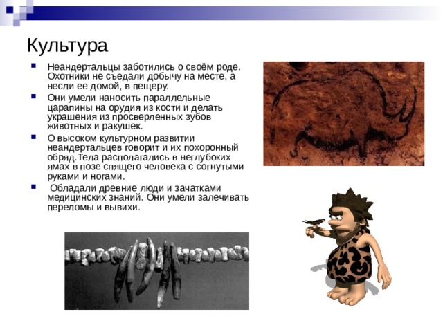 Культура Неандертальцы заботились о своём роде. Охотники не съедали добычу на месте, а несли ее домой, в пещеру. Они умели наносить параллельные царапины на орудия из кости и делать украшения из просверленных зубов животных и ракушек. О высоком культурном развитии неандертальцев говорит и их похоронный обряд.Тела располагались в неглубоких ямах в позе спящего человека с согнутыми руками и ногами. Обладали древние люди и зачатками медицинских знаний. Они умели залечивать переломы и вывихи.