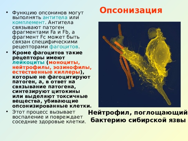 Опсонизация Функцию опсонинов могут выполнять антитела или комплемент . Антитела связывают патоген фрагментами Fa и Fb, а фрагмент Fc может быть связан специфическими рецепторами фагоцитов . Кроме фагоцитов такие рецепторы имеют лейкоциты ( моноциты, нейтрофилы, эозинофилы, естественные киллеры ), которые не фагоцитируют патоген, а, в ответ на связывание патогена, синтезируют цитокины или выделяют токсичные вещества, убивающие опсонизированные клетки.  Этот процесс вызывает воспаление и повреждает соседние здоровые клетки.  Нейтрофил, поглощающий бактерию сибирской язвы 