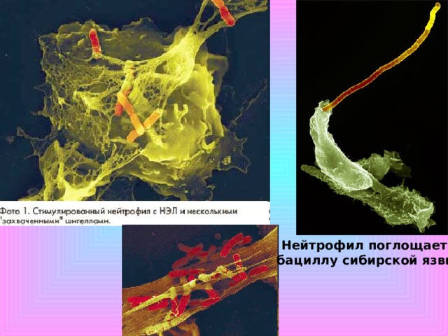 Нейтрофил поглощает бациллу сибирской язвы 