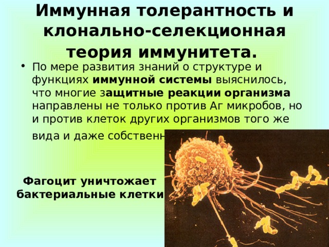 Иммунная толерантность и клонально-селекционная теория иммунитета.  По мере развития знаний о структуре и функциях иммунной системы выяснилось, что многие з ащитные реакции организма направлены не только против Аг микробов, но и против клеток других организмов того же вида и даже собственного организма.  Фагоцит уничтожает бактериальные клетки 