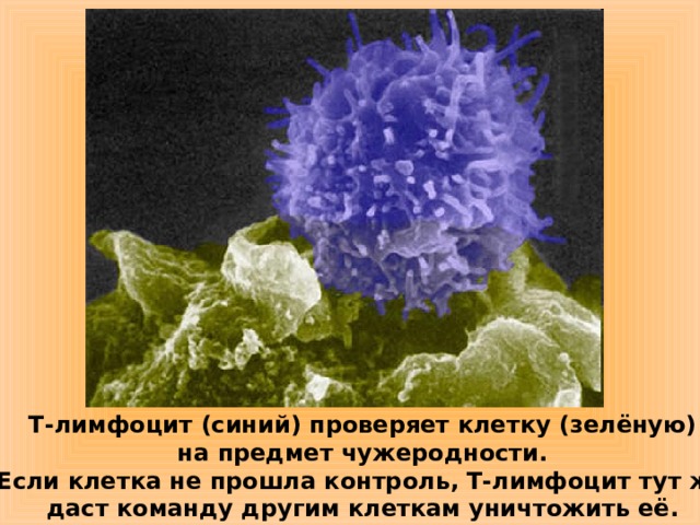 Т-лимфоцит (синий) проверяет клетку (зелёную) на предмет чужеродности. Если клетка не прошла контроль, Т-лимфоцит тут же даст команду другим клеткам уничтожить её.  