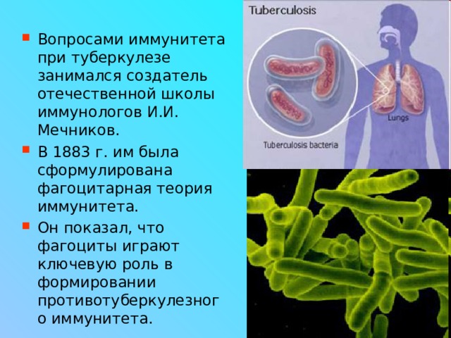 Вопросами иммунитета при туберкулезе занимался создатель отечественной школы иммунологов И.И. Мечников. В 1883 г. им была сформулирована фагоцитарная теория иммунитета. Он показал, что фагоциты играют ключевую роль в формировании противотуберкулезного иммунитета.  