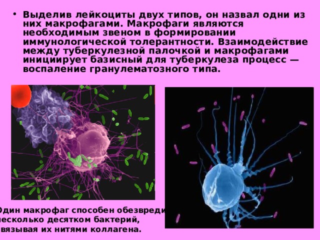 Выделив лейкоциты двух типов, он назвал одни из них макрофагами. Макрофаги являются необходимым звеном в формировании иммунологической толерантности. Взаимодействие между туберкулезной палочкой и макрофагами инициирует базисный для туберкулеза процесс — воспаление гранулематозного типа.  Один макрофаг способен обезвредить несколько десятком бактерий, связывая их нитями коллагена. 