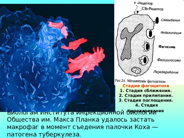 Стадии фагоцитоза  1. Стадия сближения. 2. Стадия прилипания. 3. Стадия поглощения. 4. Стадия переваривания Биологам Института инфекционной биологии Общества им. Макса Планка удалось застать макрофаг в момент съедения палочки Коха — патогена туберкулеза. 