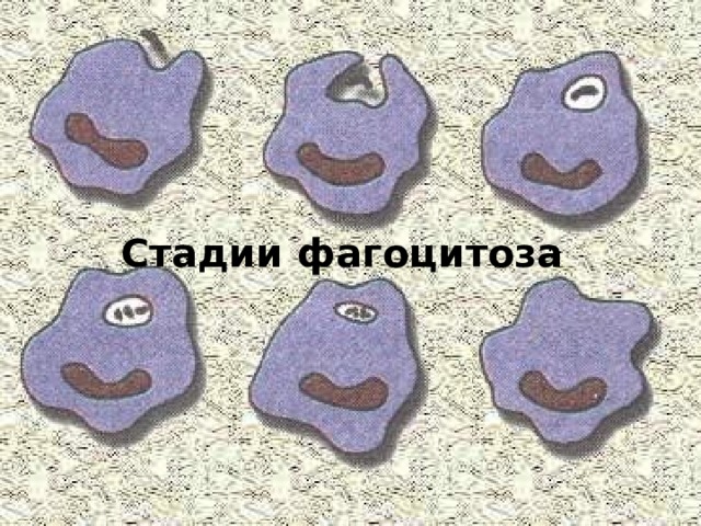 Стадии фагоцитоза 