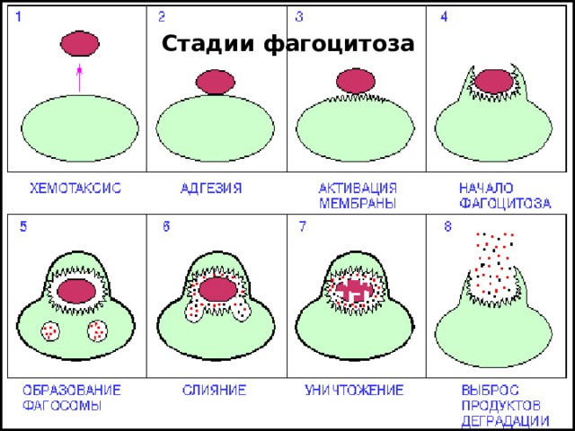 Стадии фагоцитоза 
