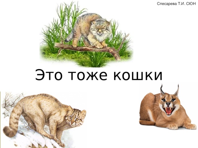 Слесарева Т.И. СЮН Это тоже кошки 