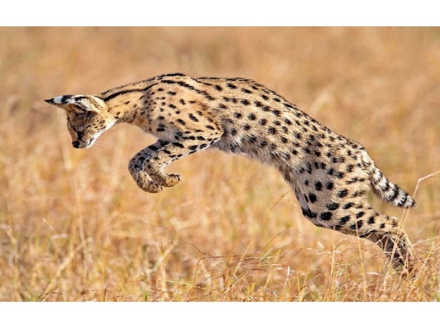 В Африке кот удивительный есть:  Жёлтый и в чёрненьких пятнышках весь.  Уши огромные на голове.  Вон, пробежал по высокой траве.  Длинные ноги ему в том подмога.  И по саванне несётся: Тревога!  Грозный охотник на мышку напал .  Что же, с добычей   Вас, милый…?. сервал 