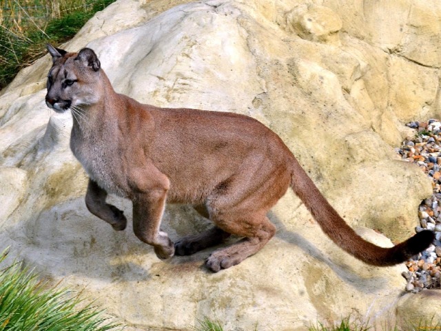 Я -  кошка. Гуляю я там, где хочу.  На двух континентах давненько мурчу.  Мне земли Америк - родные до слёз.  Ловлю здесь оленей, сыта - так стрекоз.  По лесу брожу  я , по берегу рек.  По-разному  кличет меня человек:  Пантерой и тигром, ещё - кагуаром,  И львом, только горным...Ну хватит - устала.   Сказала и в горы тихонько, без шума  Большими прыжками отправилась …?. пума 