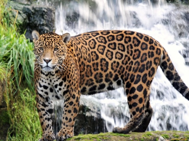 Кот-бродяга   на рассвете  В сельве бродит. В Новом Свете  Нет его сильней, крупней.  Он гроза для всех зверей.  Аллигатор или мышь,  Уходи с дороги! Кыш!  Черепаху   словит - ам!  Даже панцирь по зубам.  Как наелся - замурлыкал,  Словно киска. Посмотри-ка,  Песни петь имеет дар  Наш красавец…? ягуар . 