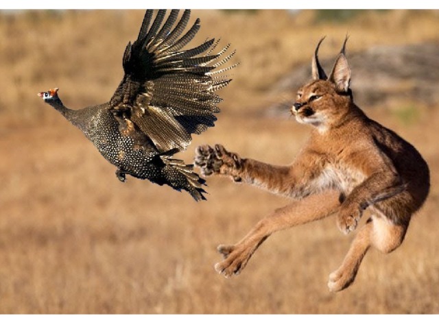 Он на Востоке был раньше в почёте.  Людям  усердно служил на охоте.  Крошкой гепардом и рысью пустыни  Мы называем его и поныне.  Длинный прыжок и свирепый оскал-  Сразу пять птиц изловил …?    каракал . 