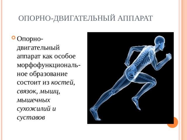 ОПОРНО-ДВИГАТЕЛЬНЫЙ АППАРАТ Опорно-двигательный аппарат как особое морфофункциональ-ное образование состоит из костей, связок, мышц, мышечных сухожилий и суставов 