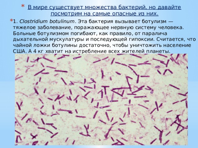 Три заболевания которые вызываются бактериями. Клостридиум ботулинум морфология. Клостридии ботулизма. Клостридии ботулизма строение. Бактерия клостридиум ботулинум.