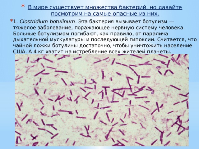 Выберите три заболевания вызванные бактериями. Клостридиум ботулинум морфология. Клостридии ботулизма. Бактерии клостридиум ботулинум.