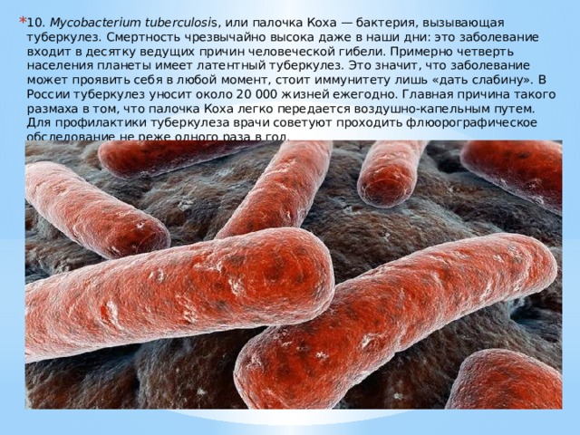 10.  Mycobacterium tuberculosi s, или палочка Коха — бактерия, вызывающая туберкулез. Смертность чрезвычайно высока даже в наши дни: это заболевание входит в десятку ведущих причин человеческой гибели. Примерно четверть населения планеты имеет латентный туберкулез. Это значит, что заболевание может проявить себя в любой момент, стоит иммунитету лишь «дать слабину». В России туберкулез уносит около 20 000 жизней ежегодно. Главная причина такого размаха в том, что палочка Коха легко передается воздушно-капельным путем. Для профилактики туберкулеза врачи советуют проходить флюорографическое обследование не реже одного раза в год. 