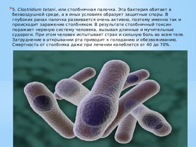 5.  Clostridium tetani , или столбнячная палочка. Эта бактерия обитает в безвоздушной среде, а в иных условиях образует защитные споры. В глубоких ранах палочка развивается очень активно, поэтому именно так и происходит заражение столбняком. В результате столбнячный токсин поражает нервную систему человека, вызывая длинные и мучительные судороги. При этом человек испытывает страх и сильную боль во всем теле. Затруднение в открывании рта приводит к голоданию и обезвоживанию. Смертность от столбняка даже при лечении колеблется от 40 до 70%. 