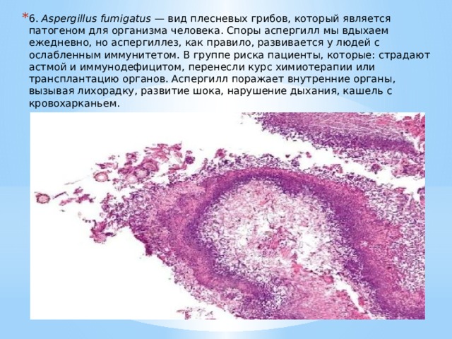 6.  Aspergillus fumigatus  — вид плесневых грибов, который является патогеном для организма человека. Споры аспергилл мы вдыхаем ежедневно, но аспергиллез, как правило, развивается у людей с ослабленным иммунитетом. В группе риска пациенты, которые: страдают астмой и иммунодефицитом, перенесли курс химиотерапии или трансплантацию органов. Аспергилл поражает внутренние органы, вызывая лихорадку, развитие шока, нарушение дыхания, кашель с кровохарканьем. 