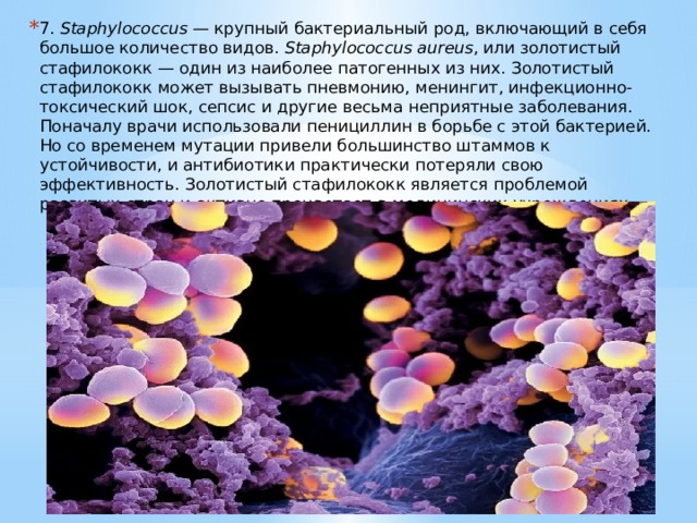 7.  Staphylococcus  — крупный бактериальный род, включающий в себя большое количество видов.  Staphylococcus aureus , или золотистый стафилококк — один из наиболее патогенных из них. Золотистый стафилококк может вызывать пневмонию, менингит, инфекционно-токсический шок, сепсис и другие весьма неприятные заболевания. Поначалу врачи использовали пенициллин в борьбе с этой бактерией. Но со временем мутации привели большинство штаммов к устойчивости, и антибиотики практически потеряли свою эффективность. Золотистый стафилококк является проблемой развитых стран и активно процветает в медицинских учреждениях. 