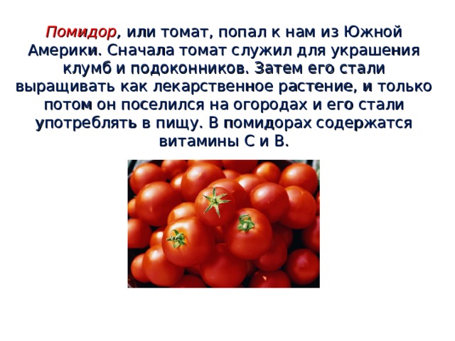 Помидор , или томат, попал к нам из Южной Америки. Сначала томат служил для украшения клумб и подоконников. Затем его стали выращивать как лекарственное растение, и только потом он поселился на огородах и его стали употреблять в пищу. В помидорах содержатся витамины С и В.