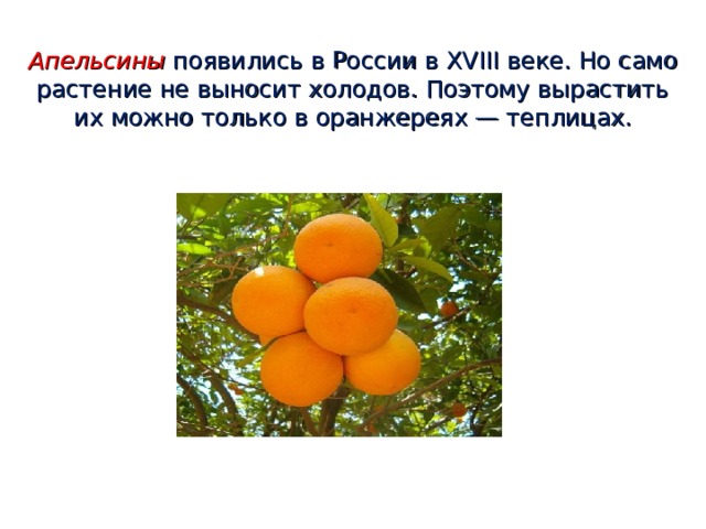 Апельсины появились в России в XVIII веке. Но само растение не выносит холодов. Поэтому вырастить их можно только в оранжереях — теплицах.