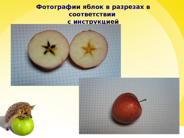 Фотографии яблок в разрезах в соответствии  с инструкцией 