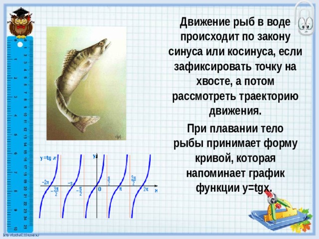 Движение рыб в воде происходит по закону синуса или косинуса, если зафиксировать точку на хвосте, а потом рассмотреть траекторию движения. При плавании тело рыбы принимает форму кривой, которая напоминает график функции y=tgx. 