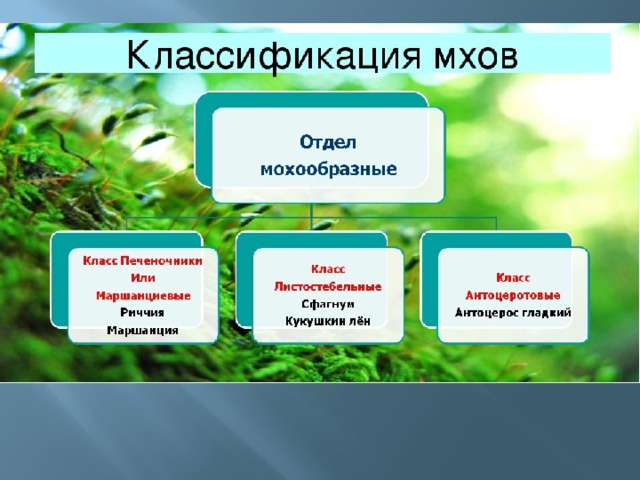 Тема мхи 7 класс. Отдел Моховидные классификация. Систематика моховидных растений. Отдел мохообразные классификация. Систематика растений Мохо.