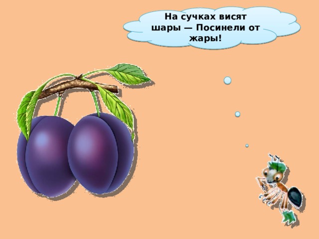 На сучках висят