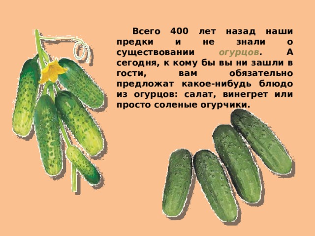  Всего 400 лет назад наши предки и не знали о существовании огурцов . А сегодня, к кому бы вы ни зашли в гости, вам обязательно предложат какое-нибудь блюдо из огурцов: салат, винегрет или просто соленые огурчики.  