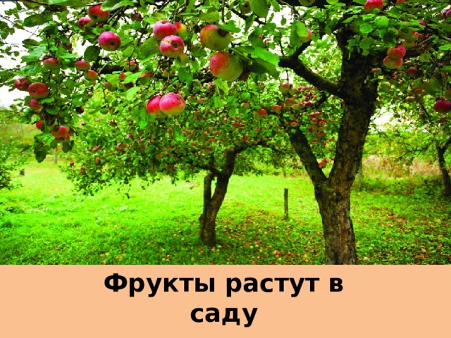 Фрукты растут в саду 