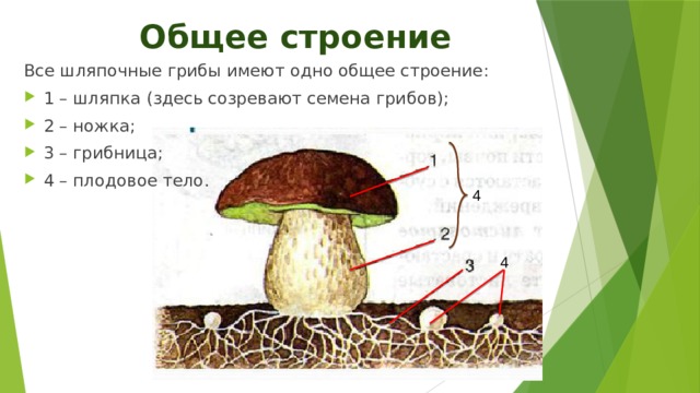 У подосиновика образуется плодовое тело. Строение шляпочного гриба. Грибница с плодовым телом шляпочного гриба. Строение шляпочного гриба рисунок. Макет грибницы с плодовым телом шляпочного гриба.