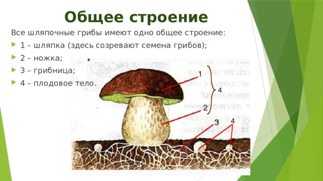 Изучите рисунок 58 объясните какова особенность строения грибницы и плодового тела шляпочного гриба