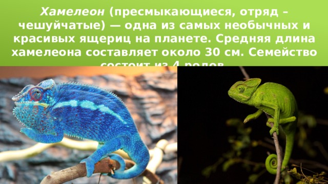 Хамелеон (пресмыкающиеся, отряд – чешуйчатые) — одна из самых необычных и красивых ящериц на планете. Средняя длина хамелеона составляет около 30 см. Семейство состоит из 4 родов. 
