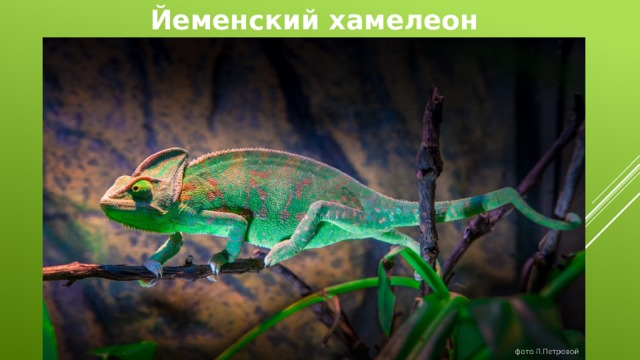 Йеменский хамелеон 