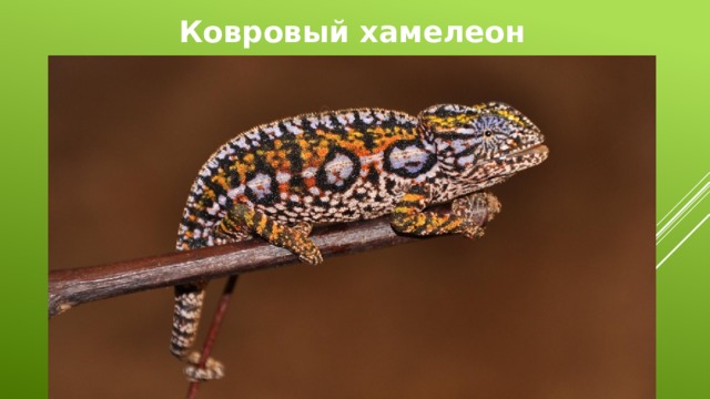 Ковровый хамелеон 