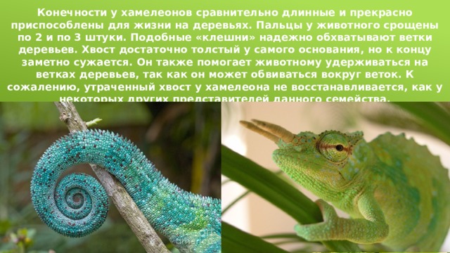 Конечности у хамелеонов сравнительно длинные и прекрасно приспособлены для жизни на деревьях. Пальцы у животного срощены по 2 и по 3 штуки. Подобные «клешни» надежно обхватывают ветки деревьев. Хвост достаточно толстый у самого основания, но к концу заметно сужается. Он также помогает животному удерживаться на ветках деревьев, так как он может обвиваться вокруг веток. К сожалению, утраченный хвост у хамелеона не восстанавливается, как у некоторых других представителей данного семейства. 