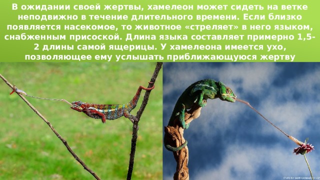 В ожидании своей жертвы, хамелеон может сидеть на ветке неподвижно в течение длительного времени. Если близко появляется насекомое, то животное «стреляет» в него языком, снабженным присоской. Длина языка составляет примерно 1,5-2 длины самой ящерицы. У хамелеона имеется ухо, позволяющее ему услышать приближающуюся жертву издалека. 